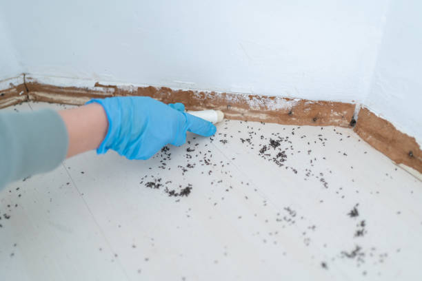 Best Flea Control Services  in Middlebranch, OH